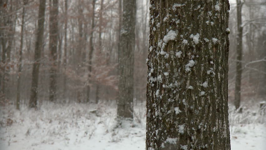 Snowfall accumulates on fall leaves, bare branches and forest floor