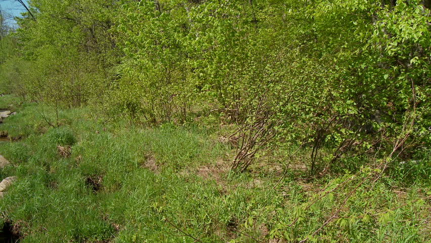 Rocky river in springtime forest