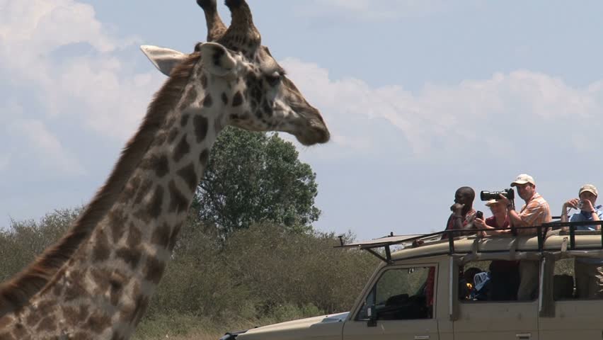 Giraffe in front of safari car