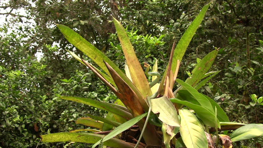 Cloudforest whipsnake (Chironius monticola). In cloudforest in western Ecuador