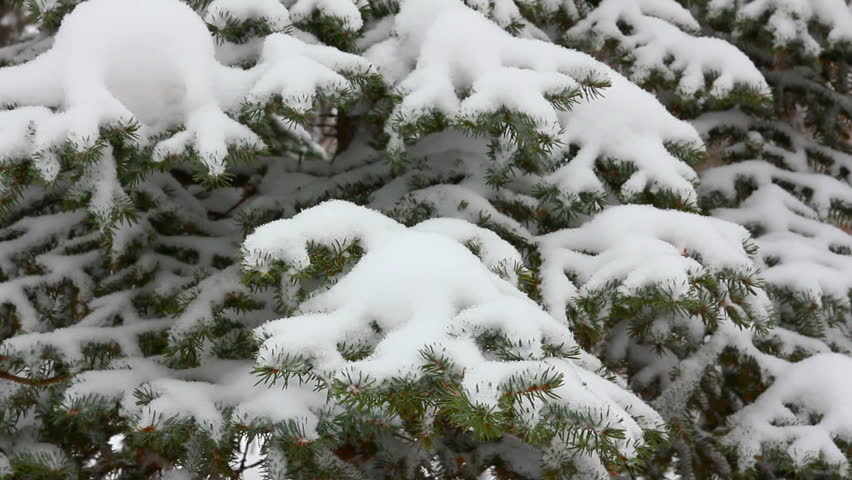 snow-covered fir and snow