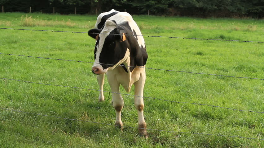 cow on landscape