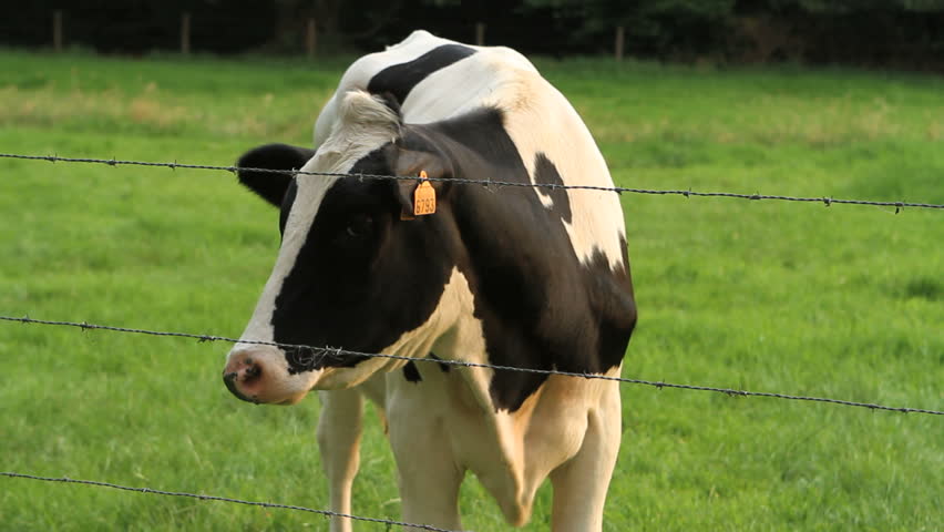 curious cow on landscape