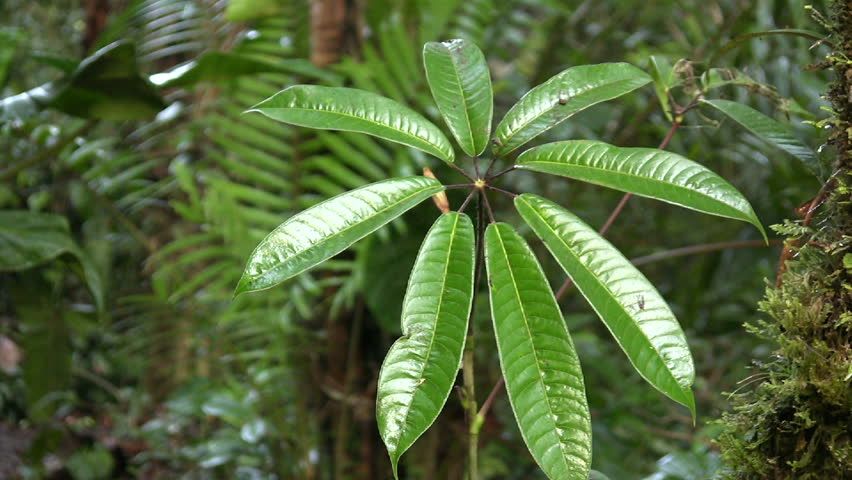 Interior of cloudforest in Western Ecuador