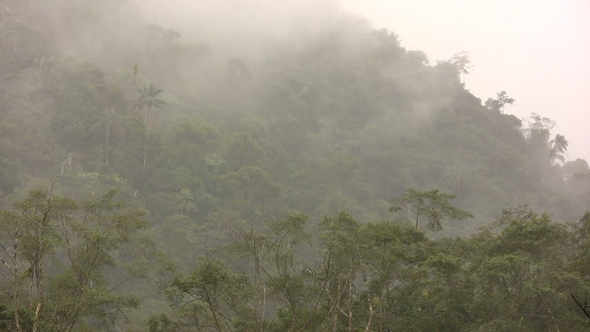 Misty cloudforest in the Ecuadorian Andes