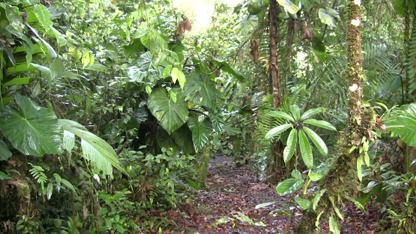 Interior of cloudforest in Western Ecuador