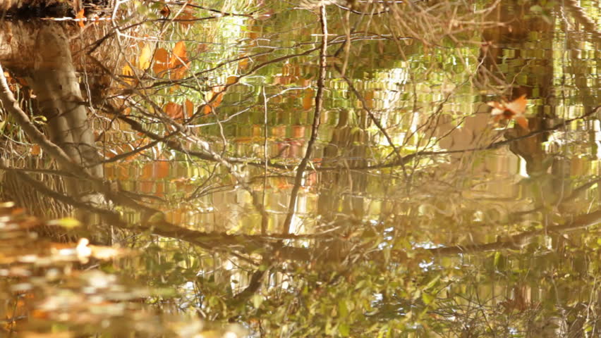 Fall colors are reflected in the ripples moving gently through the waters of Oak Creek in Sedona, Arizona.