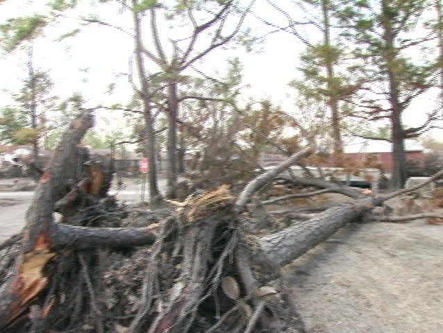 A fallen tree sits amid a completely devastated neighborhood.