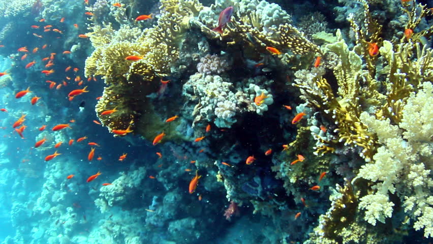 Tropical coral reef and fishes on Red Sea.