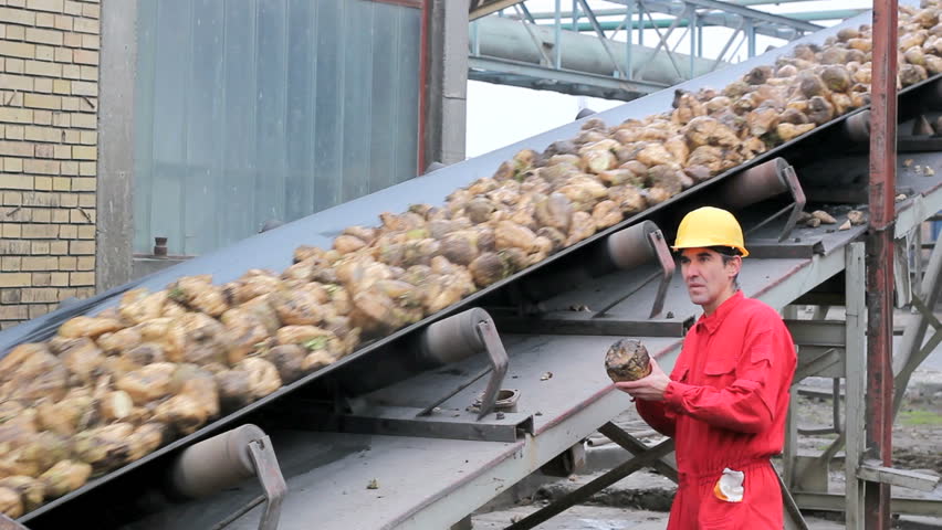 Factory worker looking at sugar beet in his hands, beside the conveyor belt. HD 1080i.