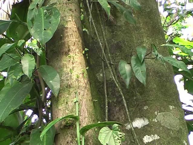 Leaf cutter ant trail climbing a tree trunk