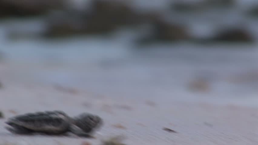 Baby turtle going to the sea
