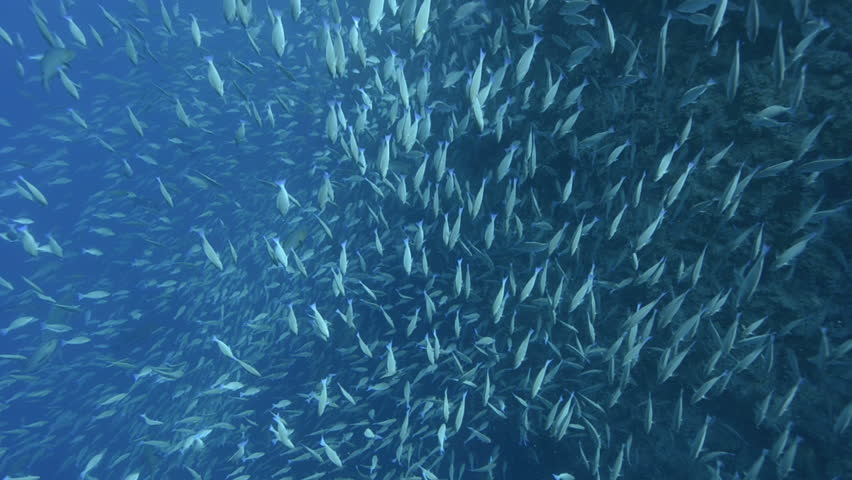 Large school/shoal of Long-nose parrot fish. This species of fish only gathers in these numbers for one to two weeks during the breeding season. Good footage to depict an abundant marine ecosystem.;