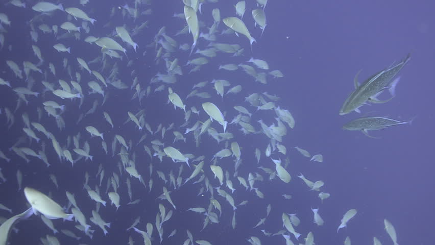 Large school/shoal of Long-nose parrot fish. This species of fish only gathers in these numbers for one to two weeks during the breeding season. Good footage to depict an abundant marine ecosystem.;