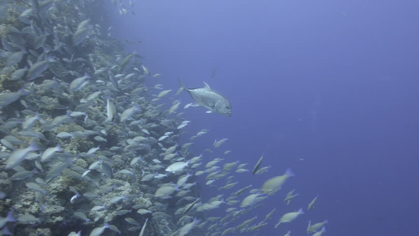 Large school/shoal of Long-nose parrot fish. This species of fish only gathers in these numbers for one to two weeks during the breeding season. Good footage to depict an abundant marine ecosystem.;