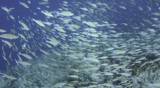 Large school/shoal of Long-nose parrot fish. This species of fish only gathers in these numbers for one to two weeks during the breeding season. Good footage to depict an abundant marine ecosystem.;