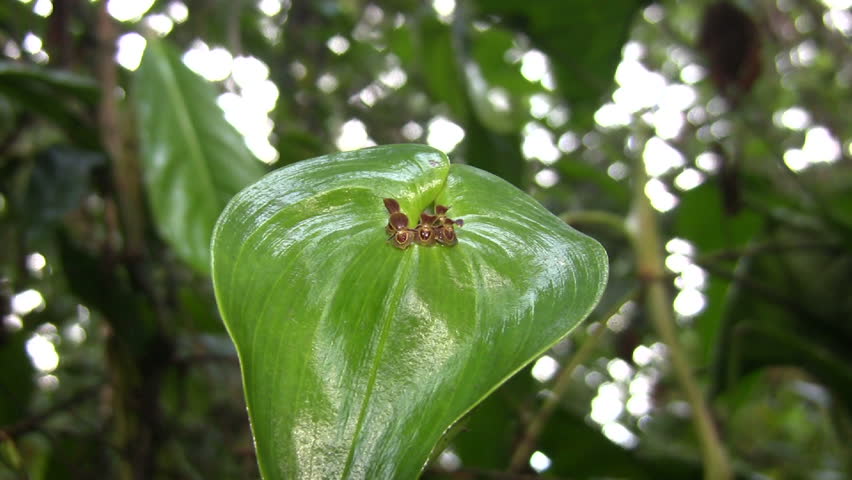 Minature Orchid (Pleurothallis sp.)