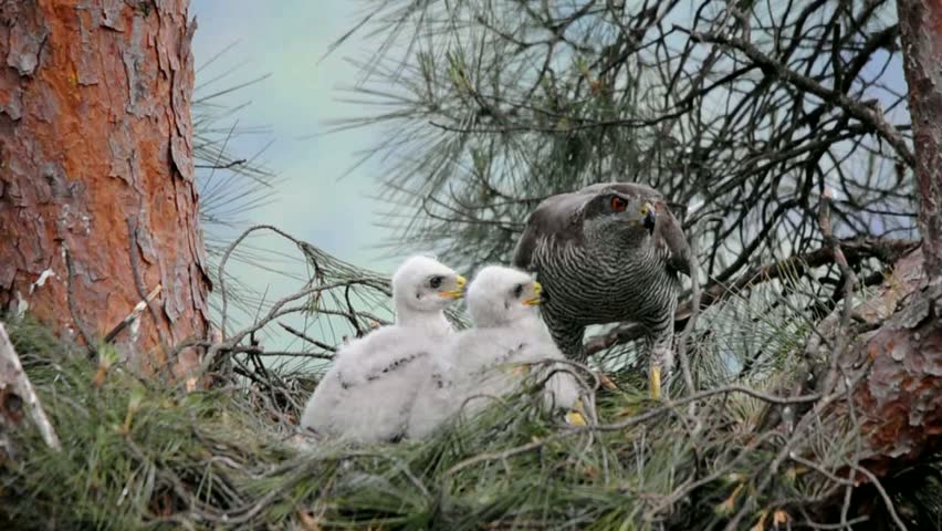 Goshawk at nest with chicks