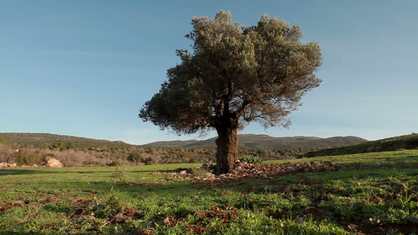Low angle dolly left to right with a lone tree in the hills of Israel being the focus of the shot. Looks like an olive tree.