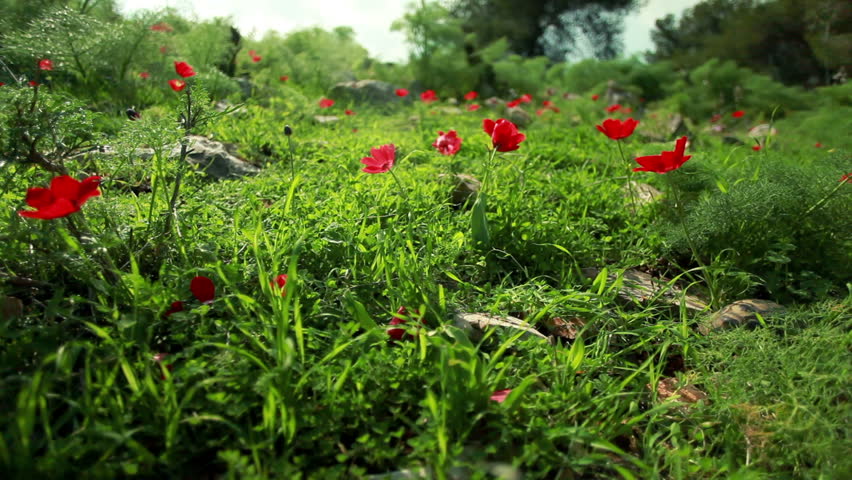 A tortoise (Spur-thighed, or Greek tortoise) crawls along in the right side of the frame.   From the Mount Tabor region of Israel.