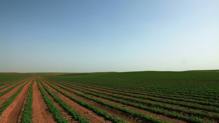 The blue sky dominates the frame with half the scene being blue sky gradating to sun bleached white sky over a green, cultivated field of beans growing in rows, in the soil of Israel. 
