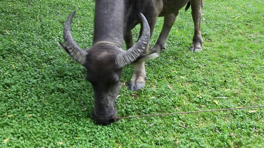 Captive water buffalo grazes in China