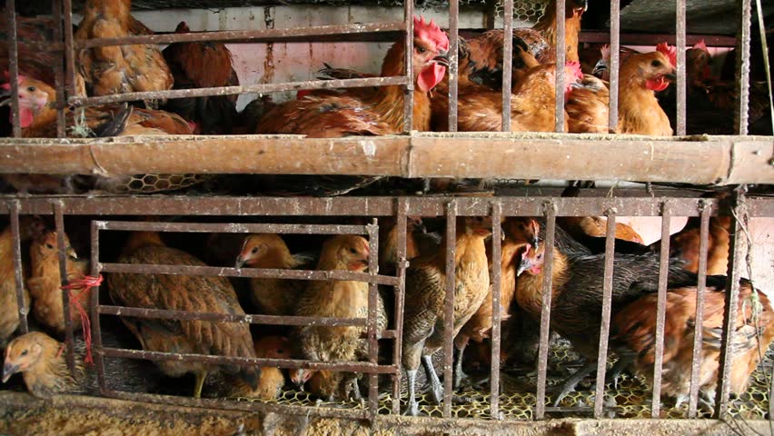 Live chickens crammed into small cages in China
