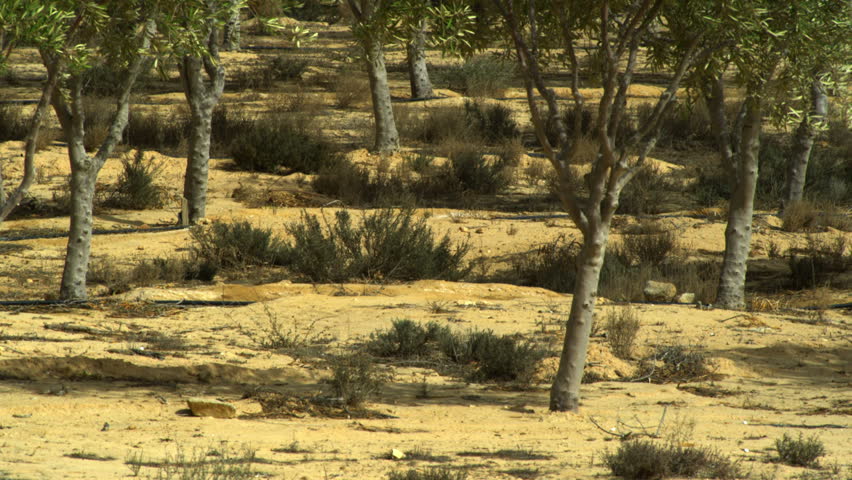 Orchard oasis in Israel, with fruit and palm trees in the foreground, and the vast desert in the background.  The move is a tilt up the trees to reveal the desert.    02/25/2011