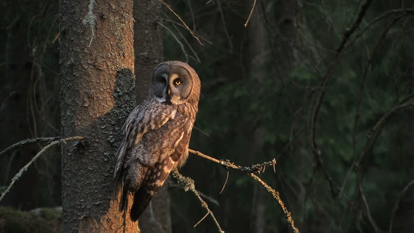 Great Grey Owl