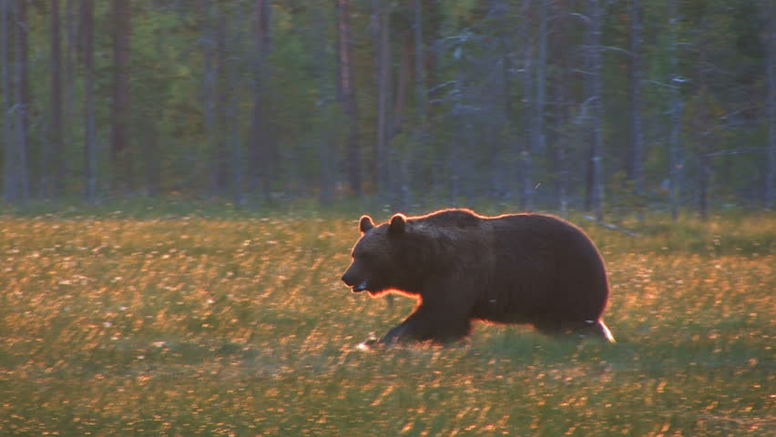 Brown Bear