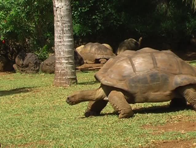 Aldabra Giant Tortoise - Dipsochelys dussumieri