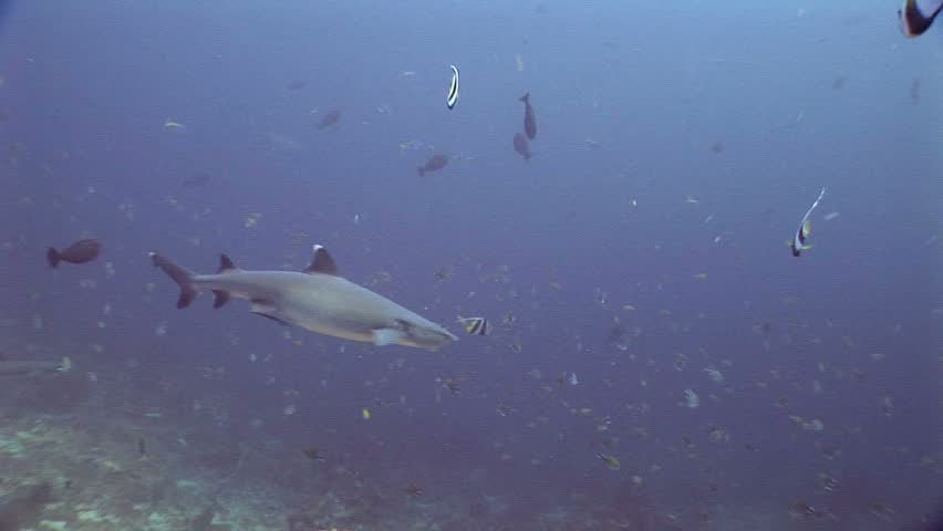 Two whitetip reef sharks