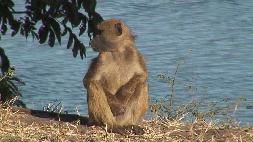 Baboons Playing Near River, Zambia