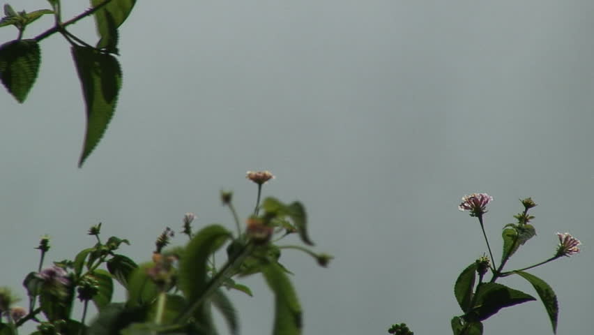 Flower, Victoria Falls Zoom-Out, Zambia