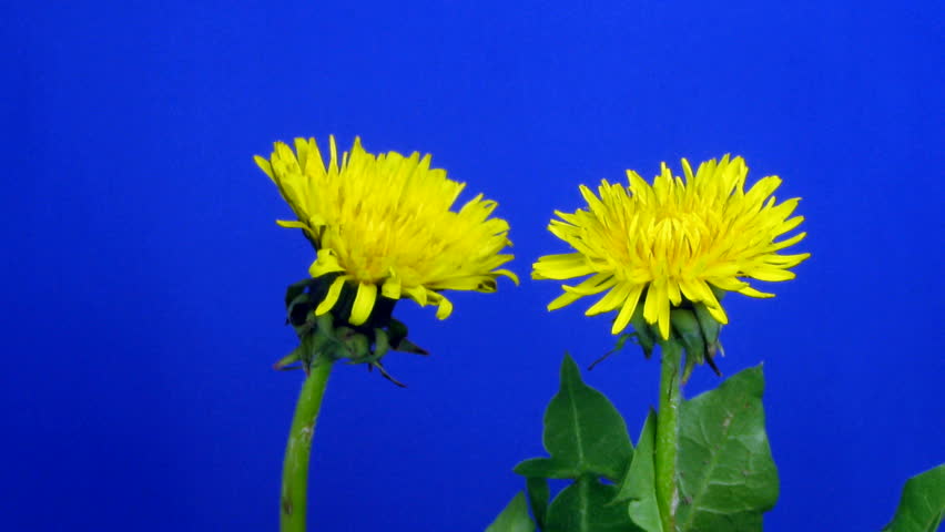  Time-lapse of growing and blooming Dandelion 1 