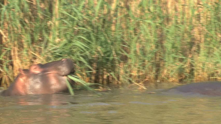 Hippo in river chews on coastal plants