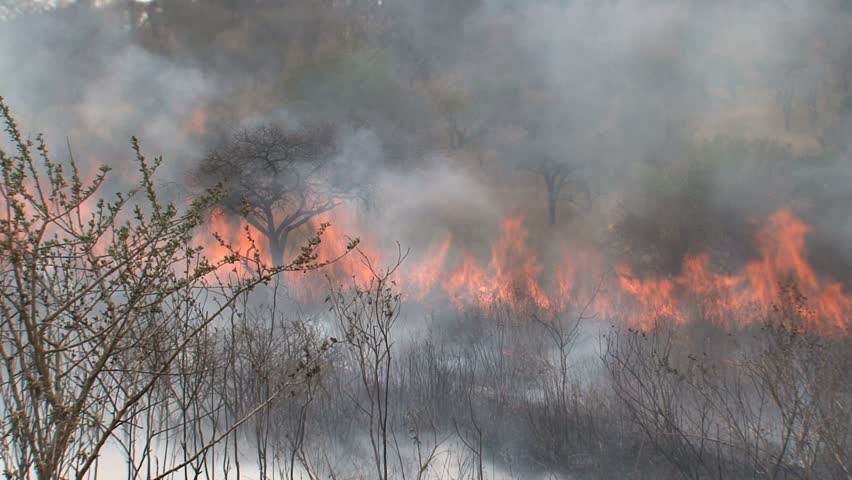 Wildfire raging in South African savanna