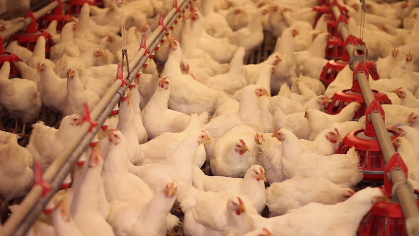 Chicken Farm, Poultry