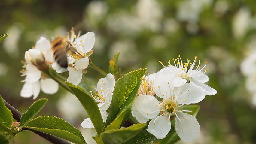 Bee on an apple tree blossom.