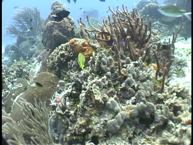 Reef scene