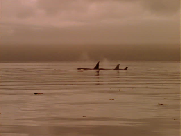 Pod of Killer Whales