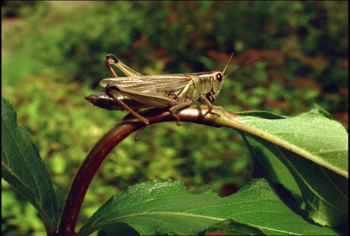 Grasshopper