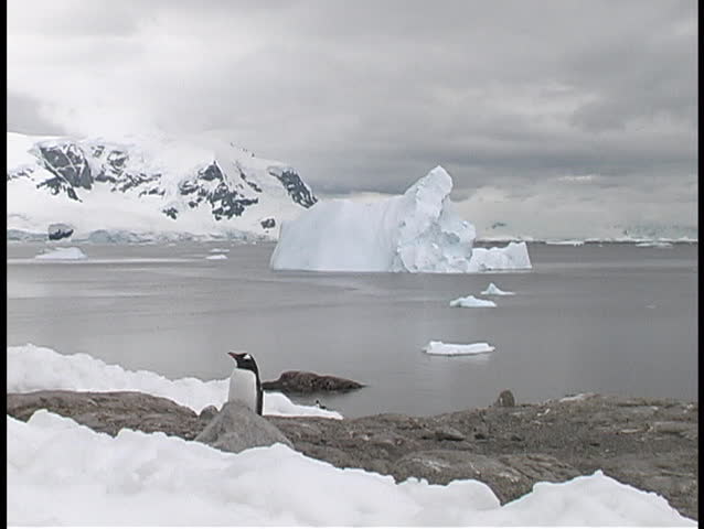 Penguins in Antarctica