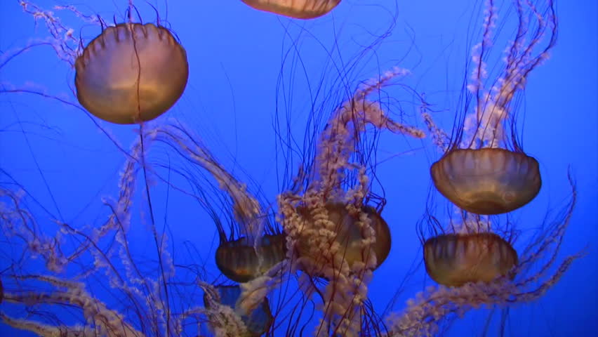 Medusas on blue background 