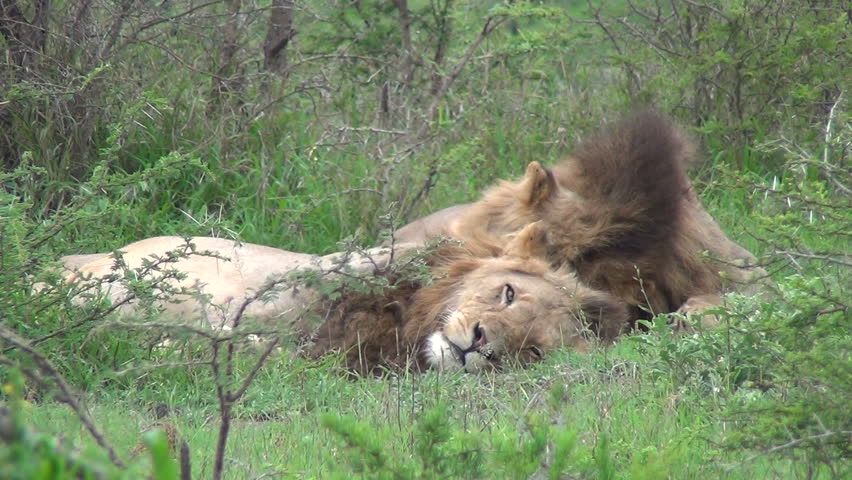 2 male lion sleeping and on rolls over