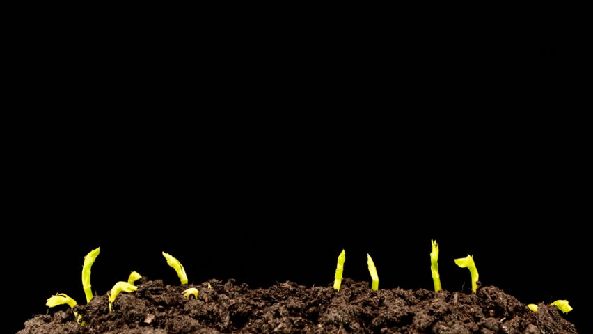 Grows sprouting 