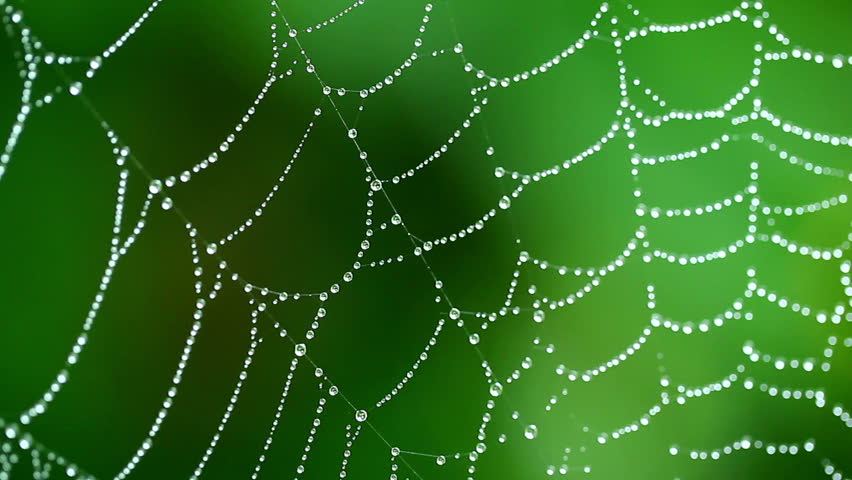 Macro View of Spider Web