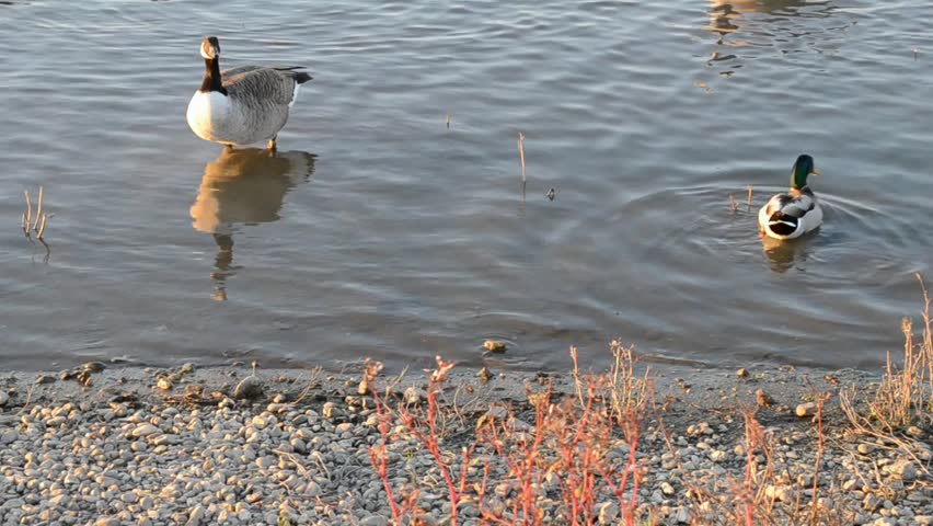 Canada goose, branta canadensis