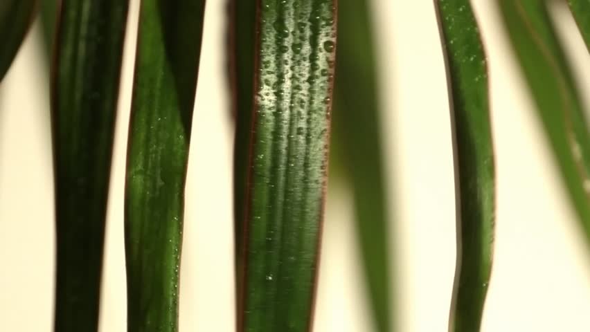 Drop on Leaf in Sunlight