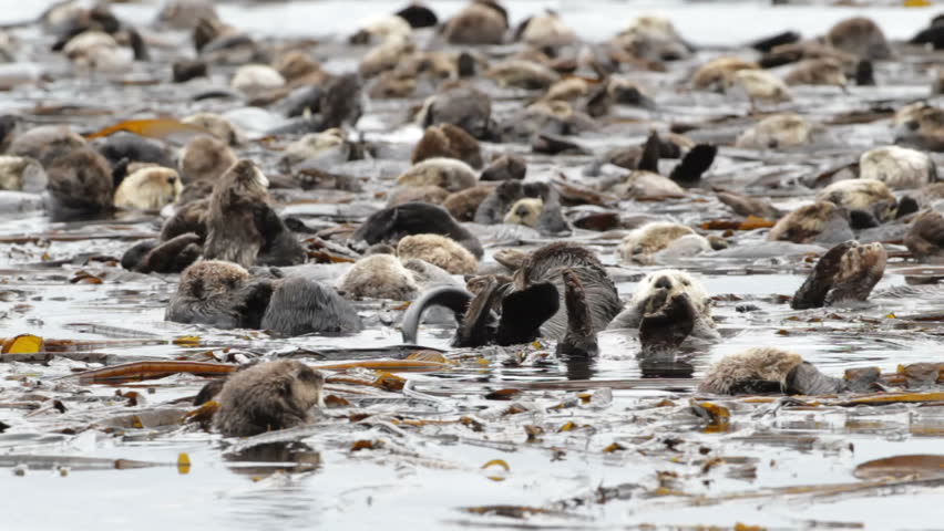 Sea-Otter colony